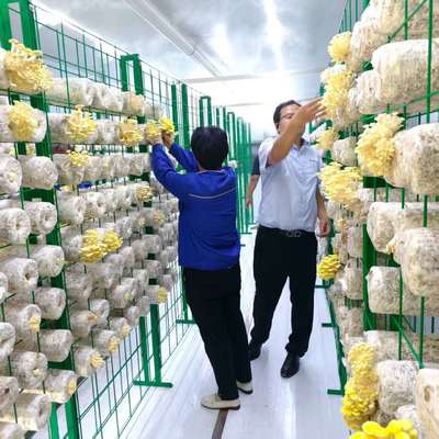 Mantar Büyütme Akıllı Mantar Konteyneri Yenilikçi Tasarım