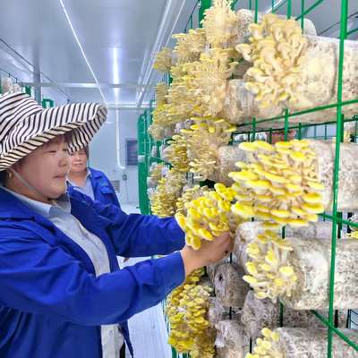 Kırsal ve Kentsel Çevre Tarım Uygulamaları İçin Sürdürülebilir Mantar Konteyneri