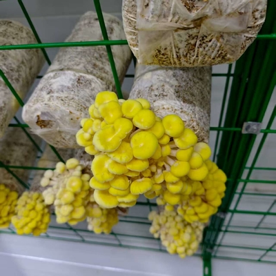 Temperatürün Nemin Tam Düzenlenmesi Havalandırma Işığı Mantar Konteyneri