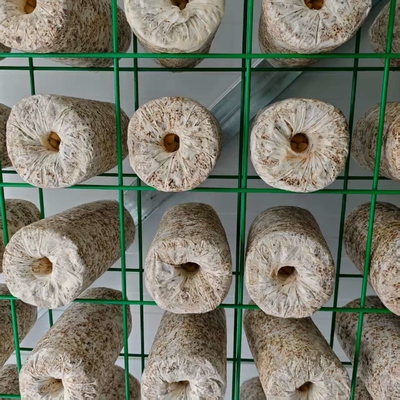 Hassas Çevresel Kontrollü Mantar Yetiştirme Kabı