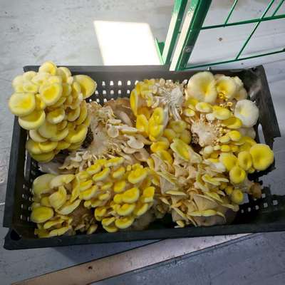 Yüksek Üretim Verimliliği Mantar Yetiştirme Kabı